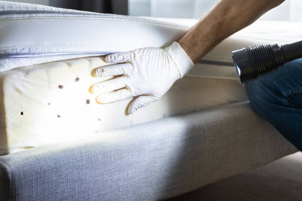 Best Pest Removal Services  in Carpendale, WV