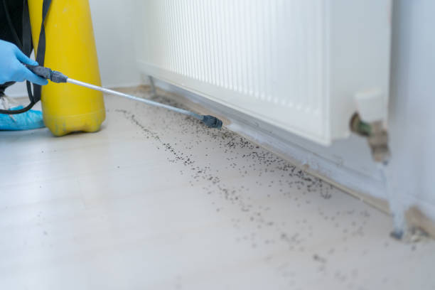 Best Rat Extermination Near Me  in Carpendale, WV